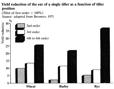 Graph - Yield reduction of the ear of a single tiller as a function of tiller position 